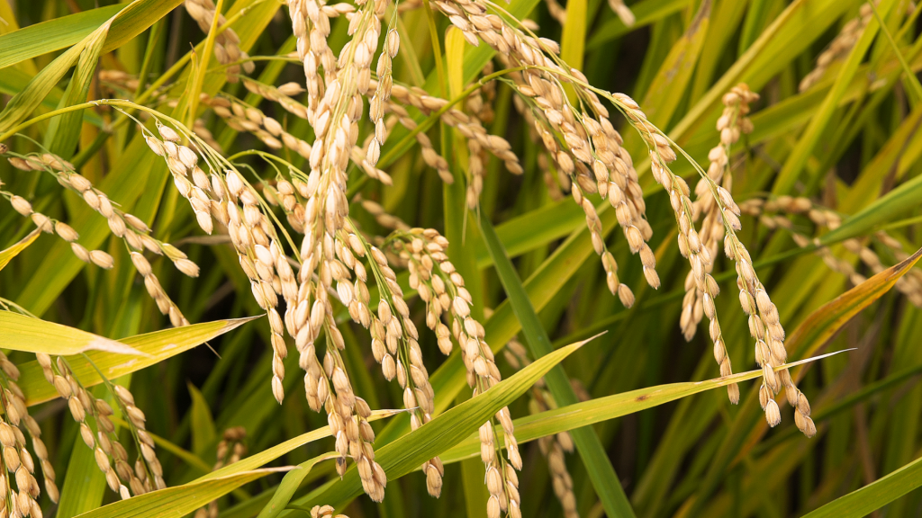 Maintaining Transparency In The Rice Industry - GNBS